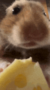 a hamster is eating a piece of cheese .