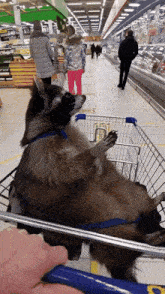 Raccoon Shopping GIF - Raccoon Shopping GIFs