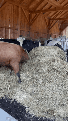 Hay Cows GIF - Hay Cows Playing Around GIFs
