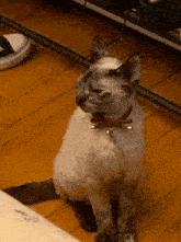 a cat sitting on a wooden floor wearing a collar with a bell