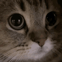 Cat Cad GIF - Cat Cad GIFs