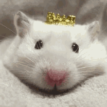 Rats Queen Rat GIF - Rats Queen Rat Queen GIFs