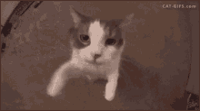 Catsmooch Meow GIF