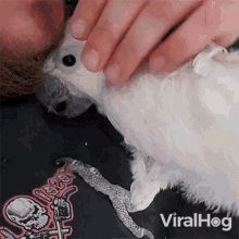 Petting My Cockatoo Viralhog GIF - Petting My Cockatoo Viralhog I Love My Pet GIFs