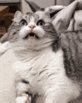 a gray and white cat with its mouth open looking at the camera