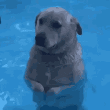 In The Pool Chilling GIF