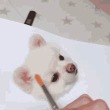 Pom Pupper GIF - Pom Pupper Cute GIFs