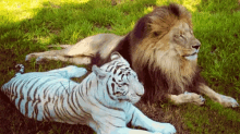 Tiger White Tiger GIF - Tiger White Tiger Lion GIFs