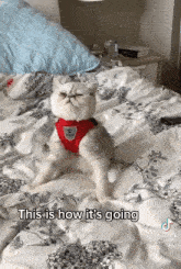 This Is How Its Going Cat GIF - This Is How Its Going Cat Cat Flopping In Its Side GIFs