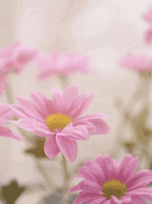 a happy mother 's day card with pink daisies