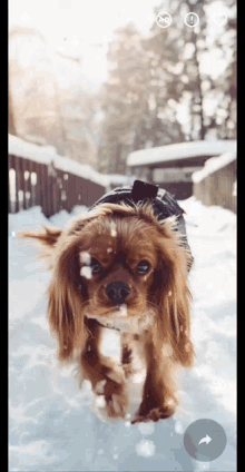 snowing puppy