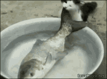 Cat Fish GIF - Cat Fish Food GIFs