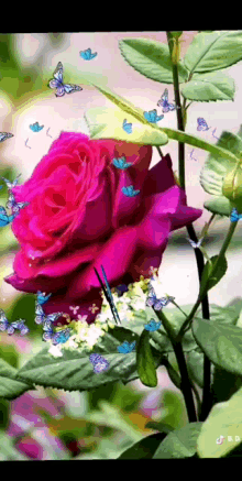Rose Flower GIF - Rose Flower Plants GIFs