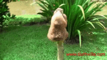 Sloth Tired GIF - Sloth Tired Sloth Squeak GIFs