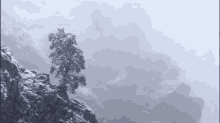 Snow Fall A Lonely Tree GIF - Nature Winter Snow GIFs