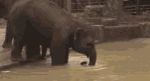 Elephant Swimming GIF