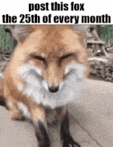 a fox with its eyes closed and the words post this fox the 25th of every month .