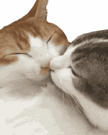kittens kisses cat kiss