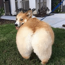 Funny Animals Dogs GIF - FunnyAnimals Dogs WrongHand GIFs