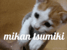 Mikan Danganronpa GIF - Mikan Danganronpa Kitten GIFs