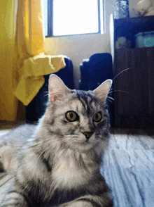 a cat laying on the floor looking at the camera with a yellow curtain in the background