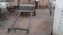Cow Ready To Work GIF - Cow Ready To Work Lets Moo This GIFs