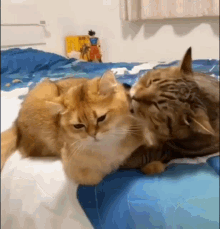 Love Cute GIF - Love Cute Cat GIFs