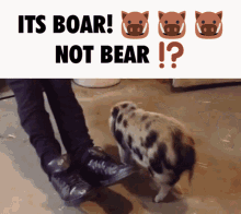 boars bear
