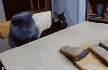 Try Again (Devil On Your Shoulder) GIF - Try Again Cat Bread GIFs