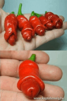 Pepper Macskapöcse GIF