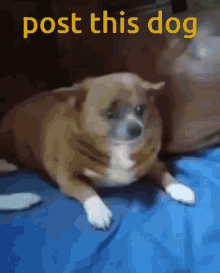 Post Dog GIF - Post Dog Post This Dog GIFs