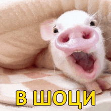 a pig with its mouth open is laying under a blanket with the words " в шоци " on the bottom right