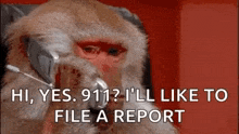 a monkey is talking on a cell phone and saying hi , yes 911 ? i 'll like to file a report