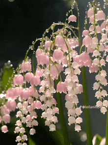 lily of the valley flowers with water drops on them