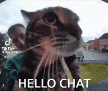 Cat Doorbell Hello Chat GIF - Cat Doorbell Hello Chat Cat GIFs