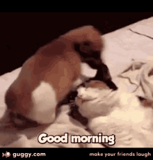Good Morning GIF - Good Morning Dogs GIFs