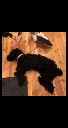Shocked Dog GIF - Shocked Dog Scared GIFs