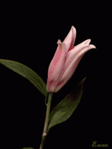 Flowers For You GIF - Flowers For You - Discover & Share GIFs