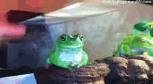 frog touch poke cute