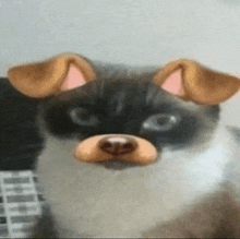 Cat Dog GIF