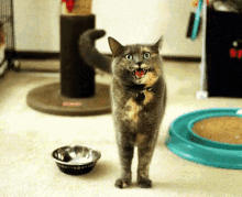 Screaming Cats GIF - Screaming Cats Cat GIFs