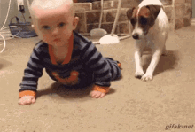 Dog Teaches Baby To Crawl GIF