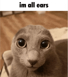 a close up of a cat 's face with the words `` im all ears '' written above it .