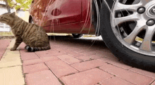 a cat sitting next to a red car on a brick sidewalk