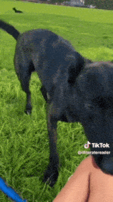 Black Dog Dog Bite GIF