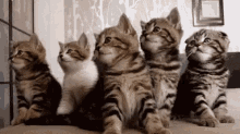 Kittens Cute GIF - Kittens Cute Synced GIFs