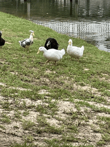 Duck Ducking GIF - Duck Ducking GIFs