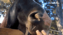 Tongue Out The Pet Collective GIF - Tongue Out The Pet Collective Bite GIFs