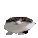 a black and white cat is sitting on a white surface .