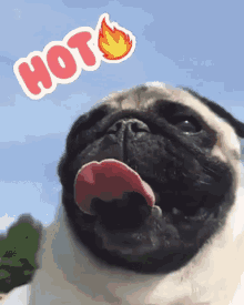 Pug Hot GIF